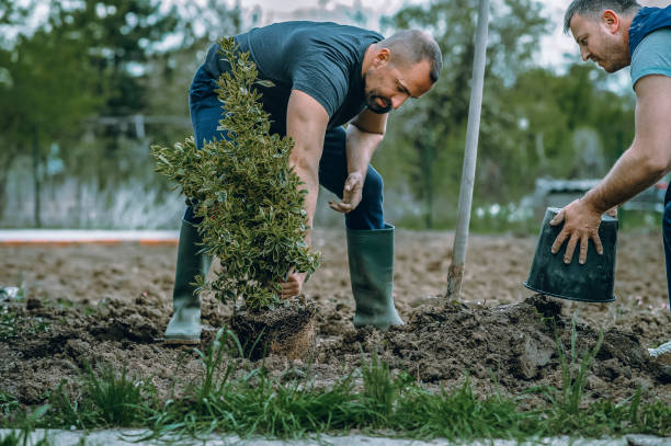 Best Tree Risk Assessment  in Seabrook, TX