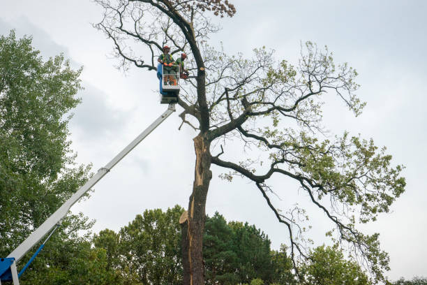 Best Root Management and Removal  in Seabrook, TX